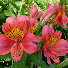 ALSTROEMERIA 'Little Miss Rosalind' - Alstroémère, Lys des Incas