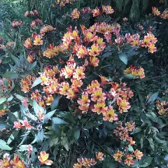 ALSTROEMERIA Indian Summer' - Alstroémère, Lys des Incas