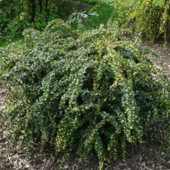 BERBERIS verruculosa - Epine vinette verruqueuse