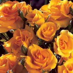 ROSIER arbustif 'GOLD COTTAGE' ® Dicentice