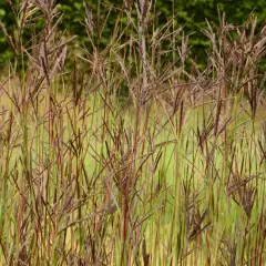 ANDROPOGON hallii 'Purple Konza' JS - Baron de Hall, Graminée