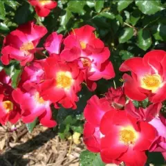 ROSIER arbustif 'RED COTTAGE' ® Dicxtol