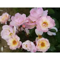 ROSIER arbustif 'ROCK'N ROSE' ® Adafitalu