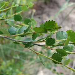 BETULA nana - Bouleau nain