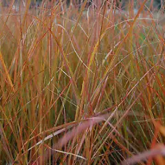 ANEMANTHELE lessoniana / STIPA arundinacea