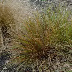 ANEMANTHELE lessoniana / STIPA arundinacea