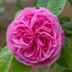 Rosier AUSTIN 'GERTRUDE JEKYLL ® Ausboard