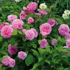 Rosier AUSTIN 'GERTRUDE JEKYLL ® Ausboard