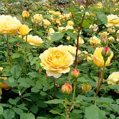 Rosier AUSTIN 'GOLDEN CELEBRATION' ® Ausgold