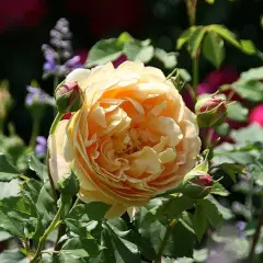 Rosier AUSTIN 'GOLDEN CELEBRATION' ® Ausgold