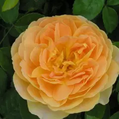 ROSIER AUSTIN 'MOLINEUX' ® Ausmol