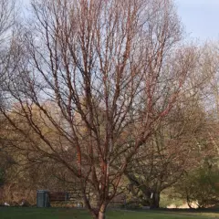 BETULA albosinensis - Bouleau de chine, bouleau cuivré