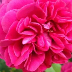 ROSIER AUSTIN 'THE DARK LADY' ® Ausbloom