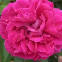 ROSIER AUSTIN 'THE DARK LADY' ® Ausbloom