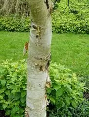 BETULA ermanii - Bouleau d'or, bouleau d'erman