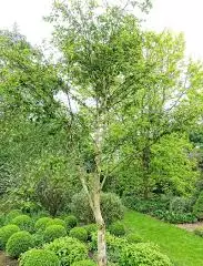 BETULA ermanii - Bouleau d'or, bouleau d'erman