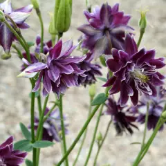 AQUILEGIA vulgaris 'Christa Barlow' - Ancolie vivace