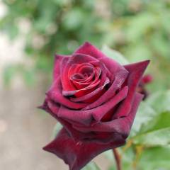 ROSIER Grande fleur 'BLACK BACCARA' ® Meidebenne
