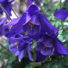 AQUILEGIA alpina 'Navy Blue' - Ancolie