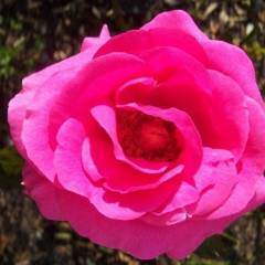 ROSIER Grande fleur 'CRITERION'