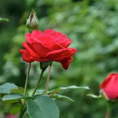 ROSIER Grande fleur 'DAME DE CŒUR'