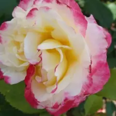 ROSIER Grande fleur 'DOUBLE DELIGHT' ®