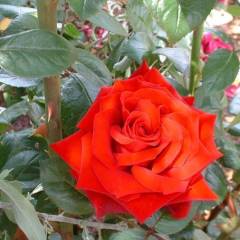 ROSIER Grande fleur 'INGRID BERGMAN' ® Poulman