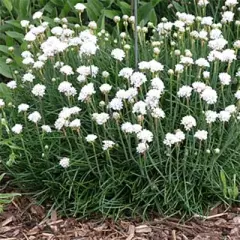 ARMERIA maritima 'Abbey White' - Gazon d'Espagne