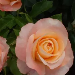 ROSIER Grande fleur 'ISABELLE AUTISSIER' ® Adasilthé