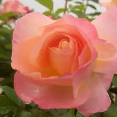 ROSIER Grande fleur 'ISABELLE AUTISSIER' ® Adasilthé