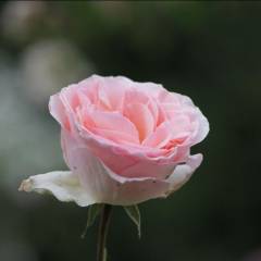 ROSIER Grande fleur 'JOHANN STRAUSS' ® Meioffic