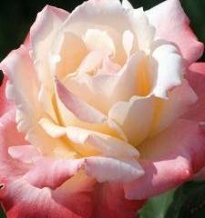 ROSIER Grande fleur 'LAETITIA CASTA' ® Meilampario