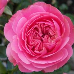 ROSIER Grande fleur 'LEONARD DE VINCI' ® Meideauri
