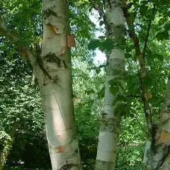 BETULA papyrifera - Bouleau à canots, bouleau à papier