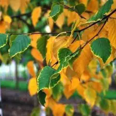 BETULA papyrifera - Bouleau à canots, bouleau à papier