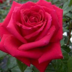 ROSIER Grande fleur 'MISTER LINCOLN'