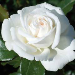 ROSIER Grande fleur 'PIERRE ARDITI' ® Meicalanq