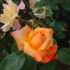 ROSIER Grande fleur 'SUTTER'S GOLD'