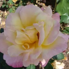 ROSIER Grande fleur 'SUTTER'S GOLD'