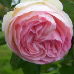 ROSIER Grimpant 'PIERRE DE RONSARD' ® Meiviolin