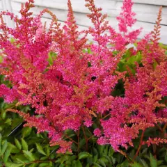 ASTILBE 'Younique Carmine' ®