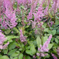 ASTILBE arendsii 'Anita Pfeifer' - Astilbe d'Arend's