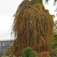 BETULA pendula 'Tristis' - Bouleau commun pleureur 'Tristis'