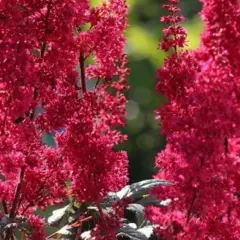 ASTILBE arendsii 'Granat' - Astilbe d'Arend's