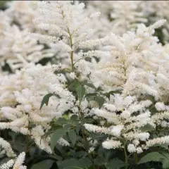 ASTILBE japonica 'Washington'