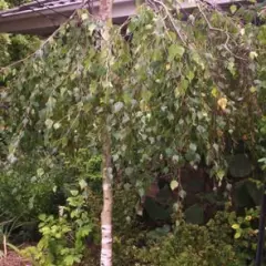 BETULA pendula 'Youngii' - Bouleau pleureur 'Youngii'