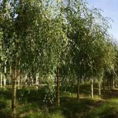 BETULA pendula 'Youngii' - Bouleau pleureur 'Youngii'