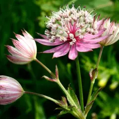 ASTRANTIA major 'Primadonna'