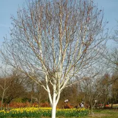 BETULA utilis - Bouleau blanc de l'Himalaya 'Jacquemontii'