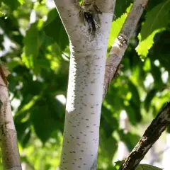 BETULA utilis - Bouleau blanc de l'Himalaya 'Jacquemontii'
